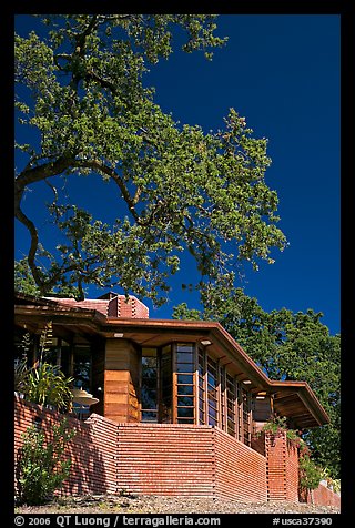 House with tree growing from within, Hanna House, Frank Lloyd Wright architect. Stanford University, California, USA