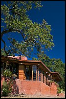 House with tree growing from within, Hanna House, Frank Lloyd Wright architect. Stanford University, California, USA (color)