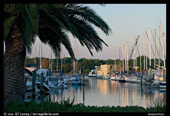 Palm tree and marina. Redwood City,  California, USA (color)