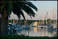 Palm tree and marina. Redwood City,  California, USA