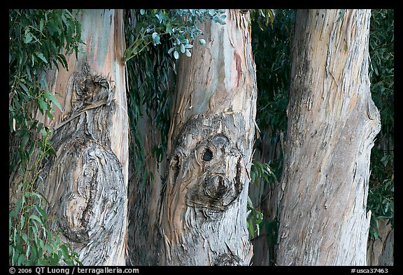 Three Eucalyptus tree trunks. Burlingame,  California, USA (color)