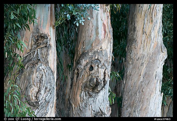 Three Eucalyptus tree trunks. Burlingame,  California, USA