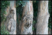 Three Eucalyptus tree trunks. Burlingame,  California, USA ( color)