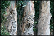 Three Eucalyptus tree trunks. Burlingame,  California, USA (color)