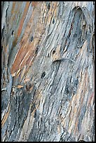 Bark of ucalyptus tree trunk. Burlingame,  California, USA