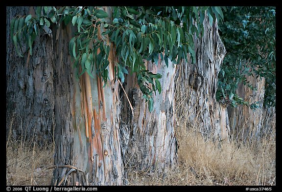 Trunks and leaves of Eucalyptus trees. Burlingame,  California, USA