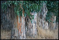 Trunks and leaves of Eucalyptus trees. Burlingame,  California, USA ( color)