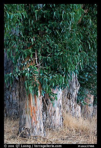 Base of Eucalyptus trees. Burlingame,  California, USA (color)