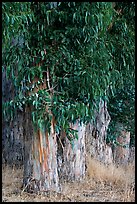 Base of Eucalyptus trees. Burlingame,  California, USA (color)