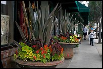 Flowers on Main Street, with family strolling by. Half Moon Bay, California, USA ( color)