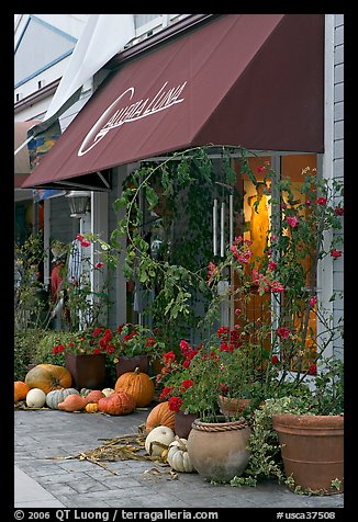 Art gallery decorated with large pumpkins. Half Moon Bay, California, USA (color)