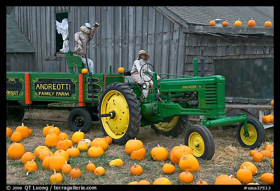 Green tractor, pumpkins, figures, and barn. Half Moon Bay, California, USA (color)