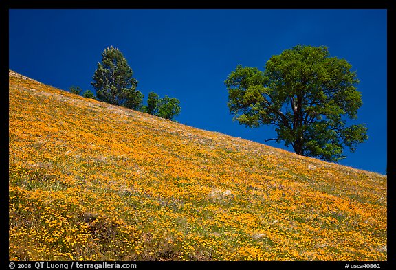 Poppies and Oak trees on hillside. El Portal, California, USA (color)