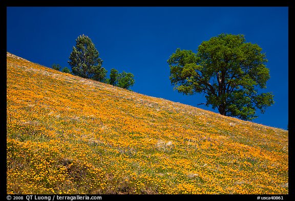 Poppies and Oak trees on hillside. El Portal, California, USA