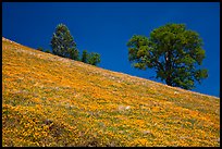 Poppies and Oak trees on hillside. El Portal, California, USA