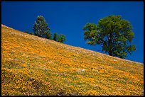 Poppies and Oak trees on hillside. El Portal, California, USA (color)