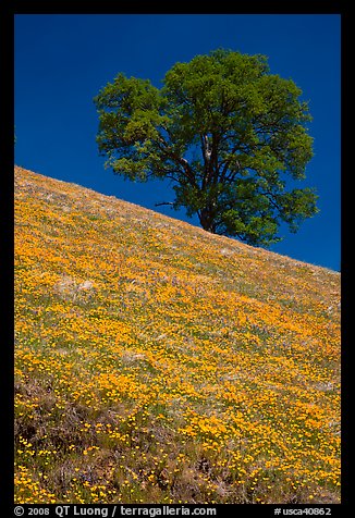 Hillside with California Poppies and oak tree. El Portal, California, USA
