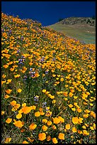 Hills covered with poppies and lupine. El Portal, California, USA ( color)