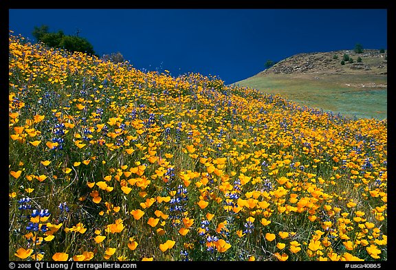 Sierra foothills covered with poppies and lupine. El Portal, California, USA (color)