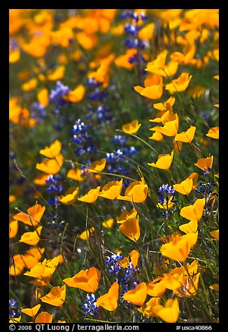 Poppies and lupine. El Portal, California, USA