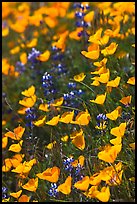 Poppies and lupine. El Portal, California, USA (color)