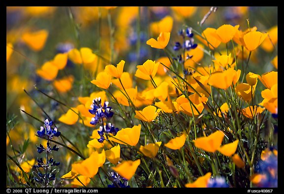 Close-up of poppy and lupine flowers. El Portal, California, USA