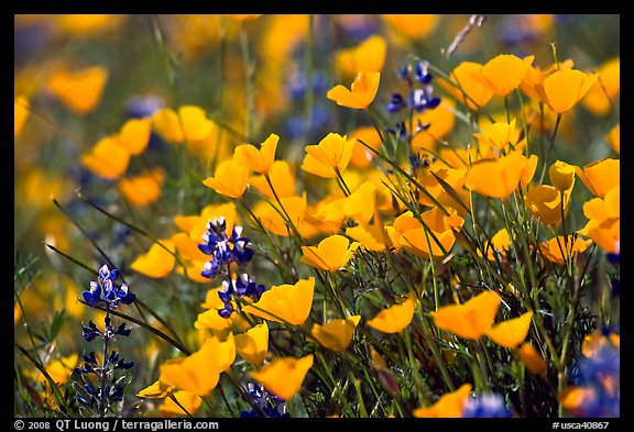 Close-up of poppy and lupine flowers. El Portal, California, USA (color)