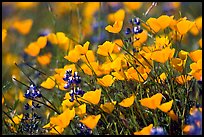 Close-up of poppy and lupine flowers. El Portal, California, USA (color)