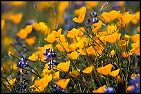 Close-up of poppy and lupine flowers. El Portal, California, USA