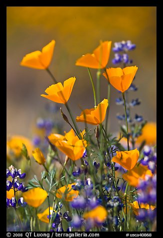 Close-up of California poppies and lupines. El Portal, California, USA (color)