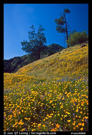 Hills with carpets of flowers and trees. El Portal, California, USA (color)