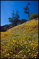 Hills with carpets of flowers and trees. El Portal, California, USA (color)