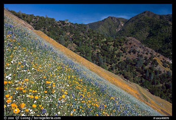 Poppies, popcorn flowers, and lupine on slope. El Portal, California, USA