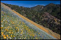 Poppies, popcorn flowers, and lupine on slope. El Portal, California, USA (color)