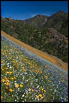 Wildflower blanket and Sierra foothills. El Portal, California, USA ( color)