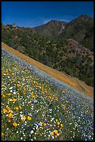 Wildflower blanket and Sierra foothills. El Portal, California, USA (color)