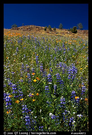 Lupine and hill. El Portal, California, USA