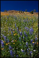 Lupine and hill. El Portal, California, USA