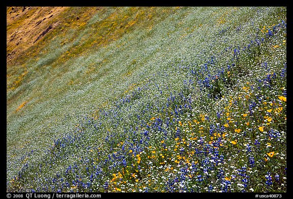 Slope covered with filed of spring wildflowers. El Portal, California, USA