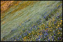 Slope covered with filed of spring wildflowers. El Portal, California, USA (color)