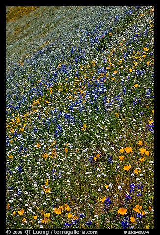 Multicolored spring flowers on slope. El Portal, California, USA