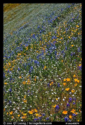 Multicolored spring flowers on slope. El Portal, California, USA
