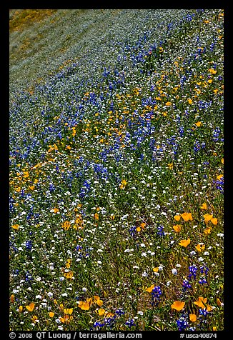 Multicolored spring flowers on slope. El Portal, California, USA (color)