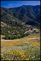 El Portal below fields of wildflowers. El Portal, California, USA