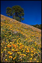 Carpet of poppies and oak tree. El Portal, California, USA (color)