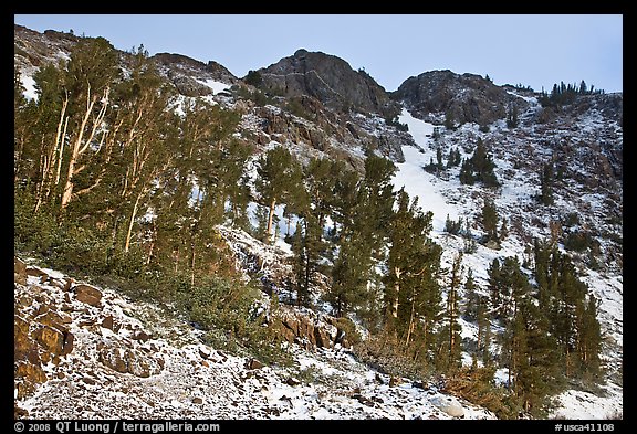 Trees and peaks with fresh snow. California, USA