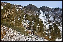 Trees and peaks with fresh snow. California, USA ( color)