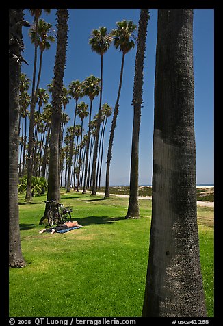 Man with bicycle laying on grass bellow beachside palm trees. Santa Barbara, California, USA (color)