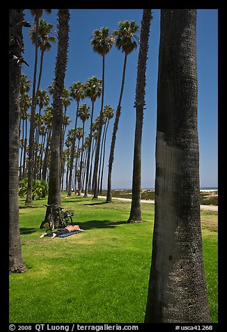 Man with bicycle laying on grass bellow beachside palm trees. Santa Barbara, California, USA