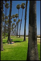Man with bicycle laying on grass bellow beachside palm trees. Santa Barbara, California, USA